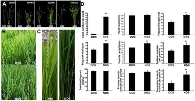 Expression dynamics of phytochrome genes for the shade-avoidance response in densely direct-seeding rice